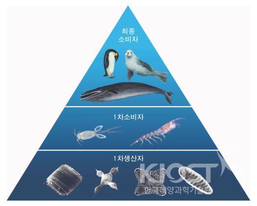 남극 해양생태계 구조 의 사진