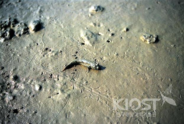 우리나라 서해안 갯벌에서 흔히 만날 수 있는 염생식물과 저서동물들-망둥어 의 사진