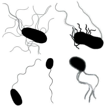 다양한 형태의 편모구조를 가진 비브리오 속 세균들 의 사진
