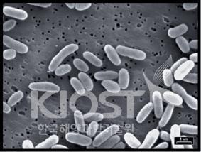 심해에서 채집된 박테리아 의 사진