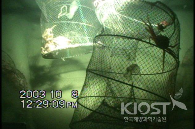 Queen crab caught by aste traps at 500m deep ocean 의 사진