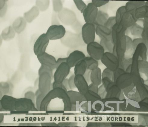 포자 사슬을 형성하는 해양 방선균 의 사진