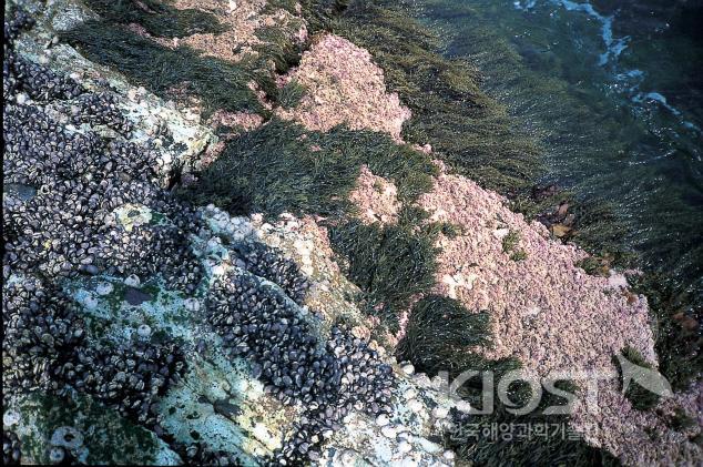 남해 바위해안 조간대 해조류의 대상분포 의 사진