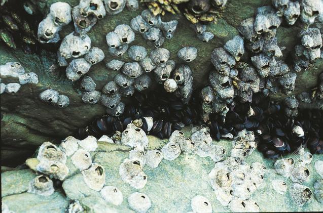 해양의 서식하는 갑각류, 검은큰따개비 의 사진