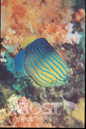 산호초 주변의 청줄돔은 아름다운 색상과 화려한 무늬를 갖는다 의 사진