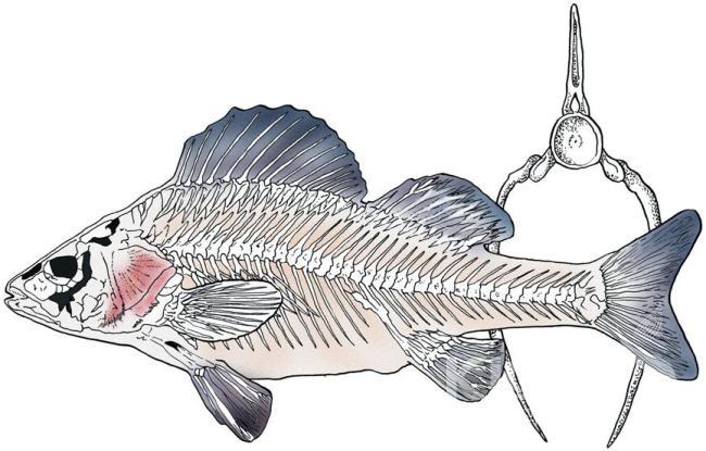 어류의 골격구조 (일러스트) 의 사진