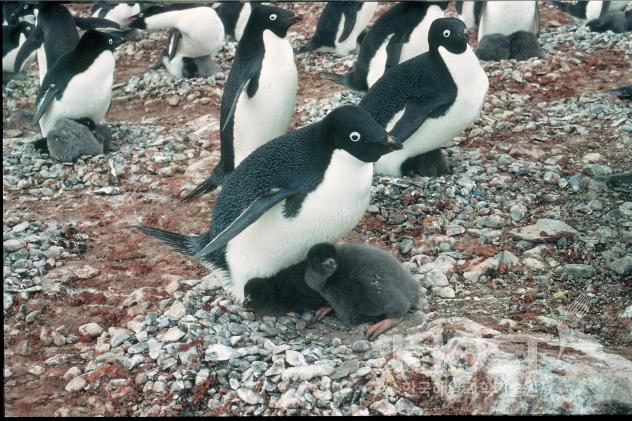남극의 펭귄 가운데 가장 흔한 아델리펭귄은 하얀 눈이 특징이다 의 사진