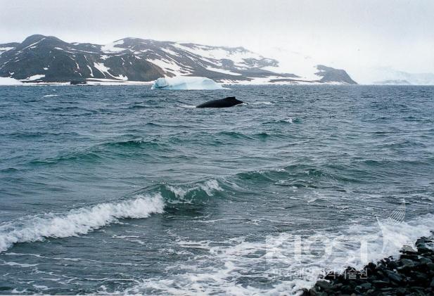 남극 여름에는 고래들이 세종기지 부근의 연안에도 나타난다 의 사진