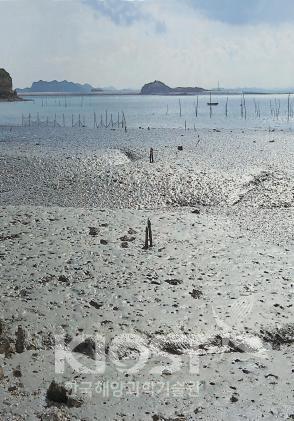 연성기질 해안에는 구멍을 파고 사는 생물이 많다-갯벌 해안 의 사진