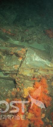 관광용 잠수정에 의해 파괴된 제주도 문섬의 연성산호 서식지 의 사진