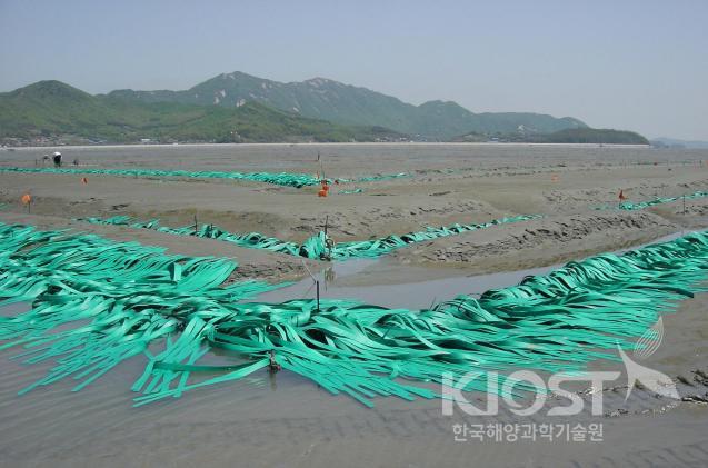An array of artificial seaweeds installed south of Gangwha-D 의 사진