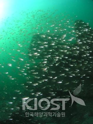 인공어초 어장에 군집한 어류 의 사진