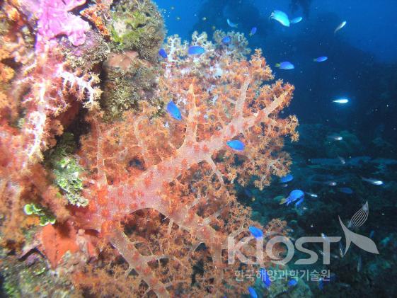 산호 1 (식물모양을 한 바다 동물) 의 사진