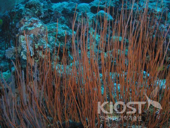 산호 2 (식물모양을 한 바다 동물) 의 사진