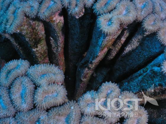산호의 내부를 보면 산호가 성장하는 모습을 알 수 있다(확대) 의 사진