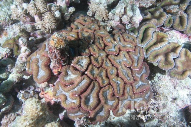 다양한 모양으로 성장하는 산호3 의 사진