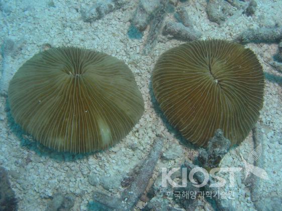 다양한 모양으로 성장하는 산호4 의 사진