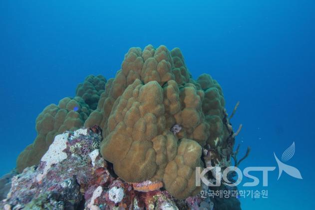 다양한 모양으로 성장하는 산호5 의 사진