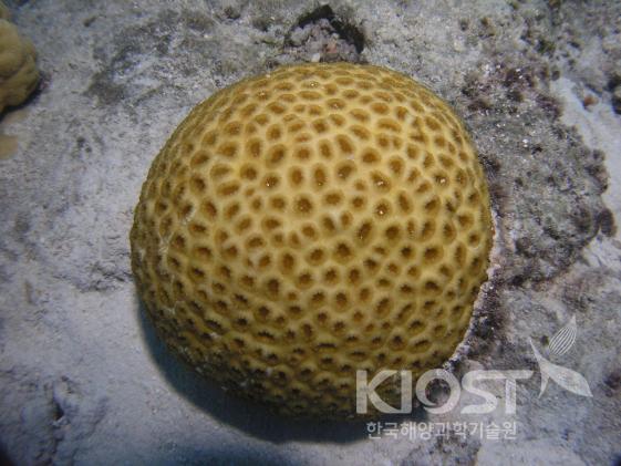 다양한 모양으로 성장하는 산호6 의 사진