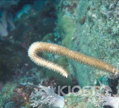 다양한 모양으로 성장하는 산호7 의 사진