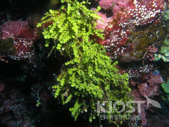 산호초 주변에서 자라는 해조류1 의 사진