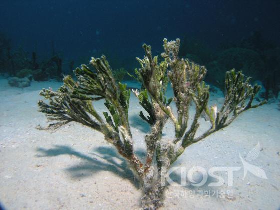 산호초 주변에서 자라는 해조류4 의 사진