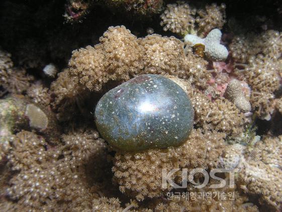 산호초 주변에서 자라는 해조류5 의 사진