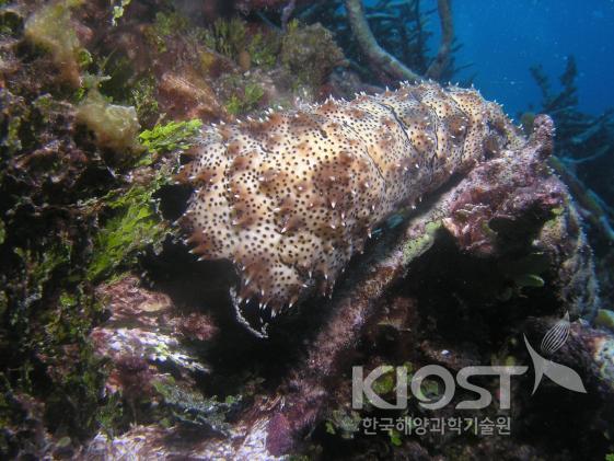 산호초 주변에서 먹이를 먹는 해삼 의 사진