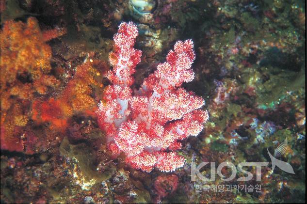 우리나라 바다에서 살아가는 산호. 연산호류 의 사진