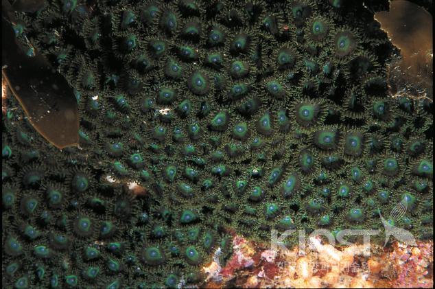 우리나라 바다에서 살아가는 산호. 돌산호류 의 사진