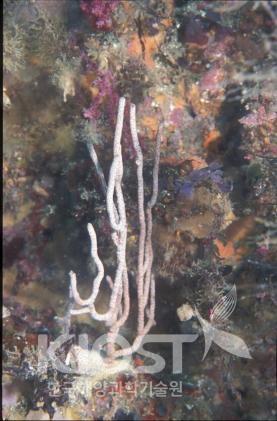 우리나라 바다에서 살아가는 산호. 진총산호류 의 사진