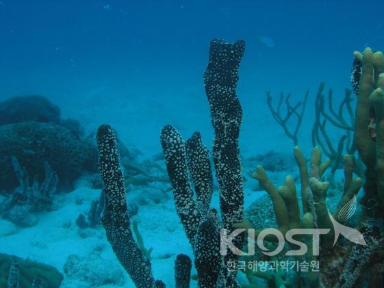 질병 치료제로 연구 중인 산호초 주변의 해면동물1 의 사진