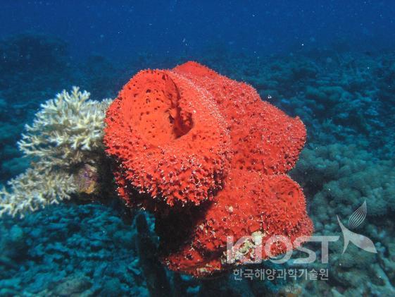 질병 치료제로 연구 중인 산호초 주변의 해면동물 의 사진