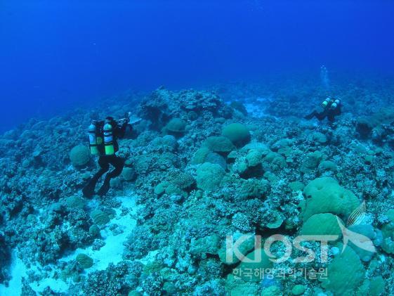 산호초 풍경 의 사진