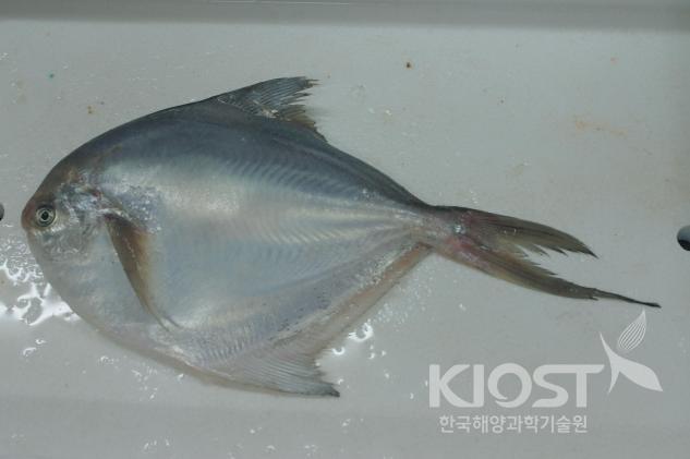흰 살 생선-병어 의 사진