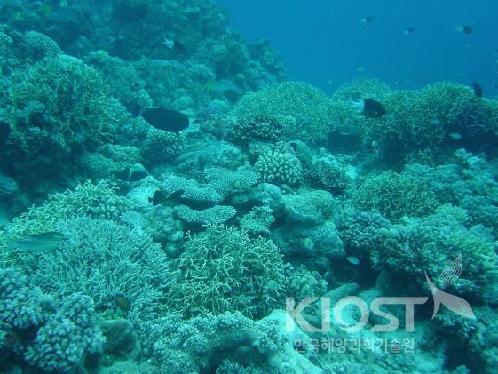코호주의 대보초에는 산호와 다양한 바다생물들이 건강한 수중생태계를 이루고 있다 의 사진