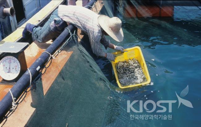 종묘 생산 단계.  육상 배양장에서 자란 어린 물고기를 해상 중간 육성장으로 옮기는 모습 의 사진