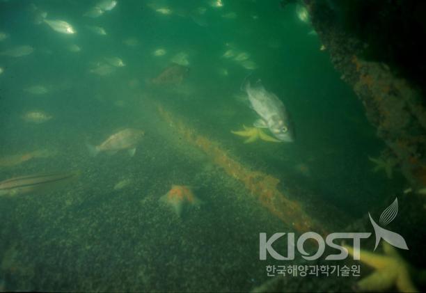 연약 지반형 어초 의 사진
