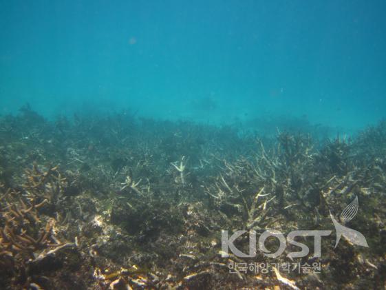 황폐해진 산호초 의 사진