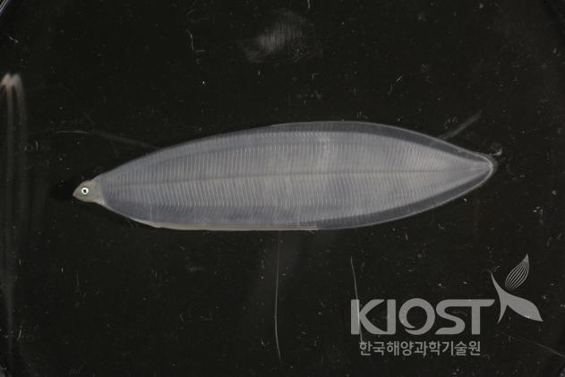 뱀장어의 치어인 댓잎뱀장어 의 사진