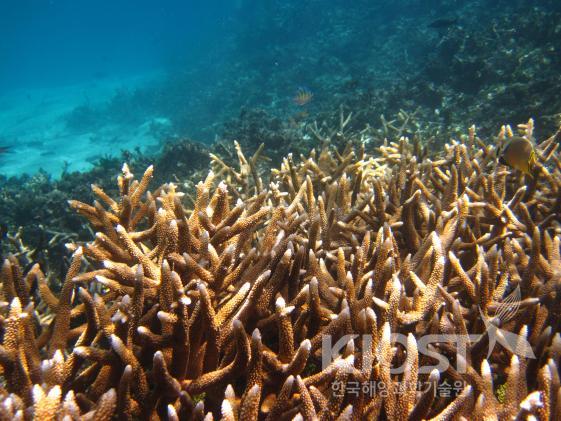 열대 바다의 산호초 의 사진