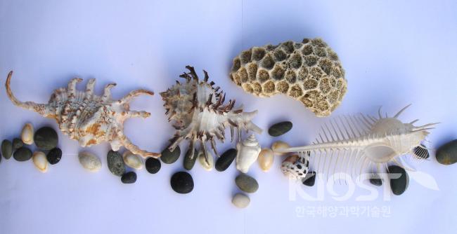 조개 껍데기와 조그만 자갈 및 죽은 산호조각 의 사진