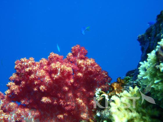 연산호들 의 사진