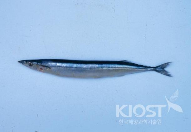 등 푸른 생선들-꽁치 의 사진