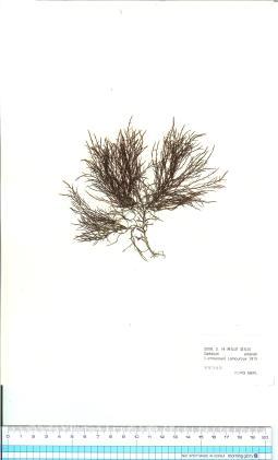 홍조류-우뭇가사리 의 사진