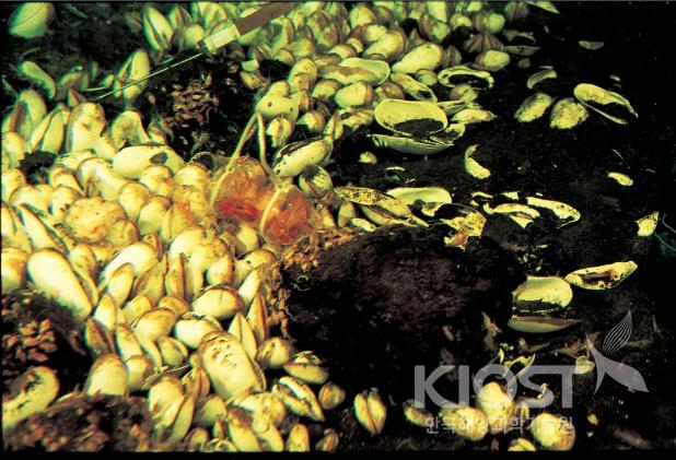 심해생물-조개 의 사진
