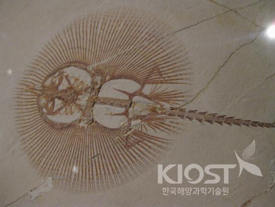 가오리 화석 의 사진