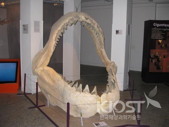 어린이들이 즐겨 사진을 찍는 상어 이빨(프랑스 열대수족관) 의 사진