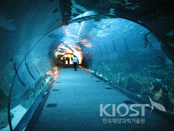 두바이수족관의 수중 터널 의 사진