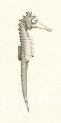 수컷 해마의 몸 부분 명치 의 사진